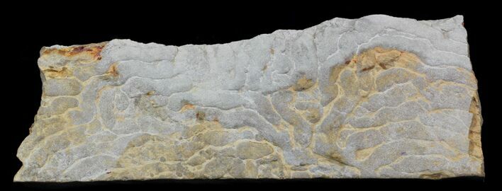 Pennsylvanian, Fossil Microbial Mat - Oklahoma #31771